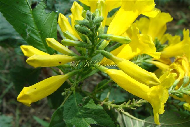  Inflorescence with flowers